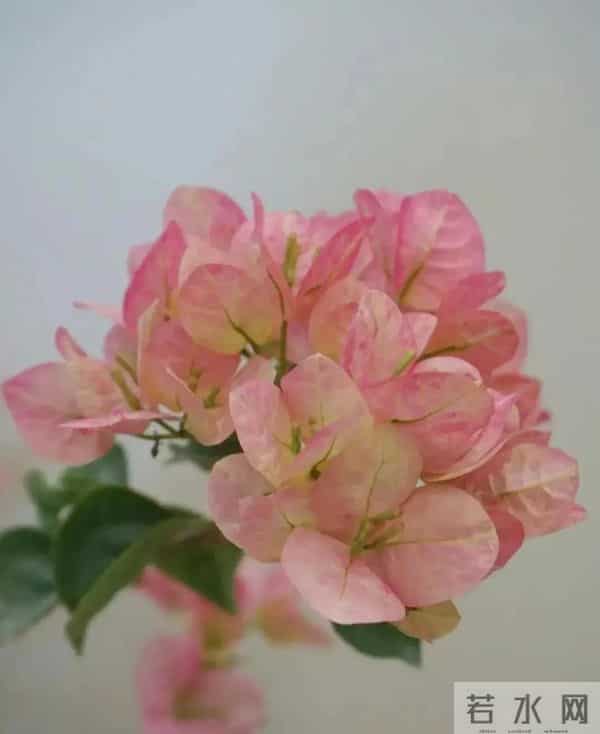 十种容易爆花的三角梅“老枝开花”品种，一开就爆盆