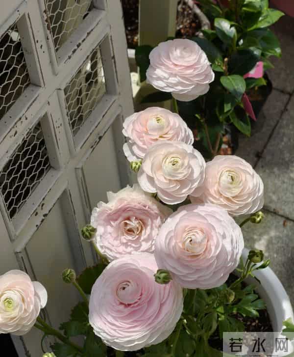 江苏一姐姐，盆栽“洋牡丹太美了”仙气十足：好靓！如何养爆？
