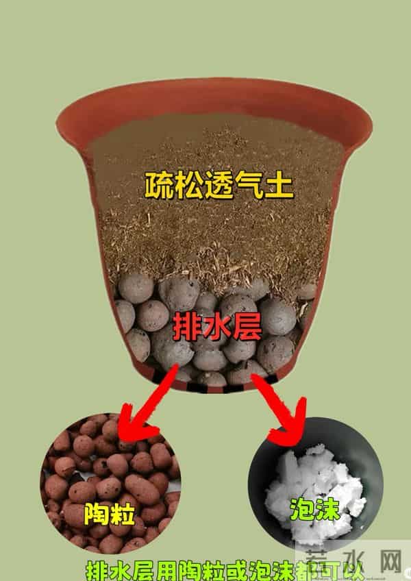 三角梅换盆只要选对时间、盆型，换完马上爆花