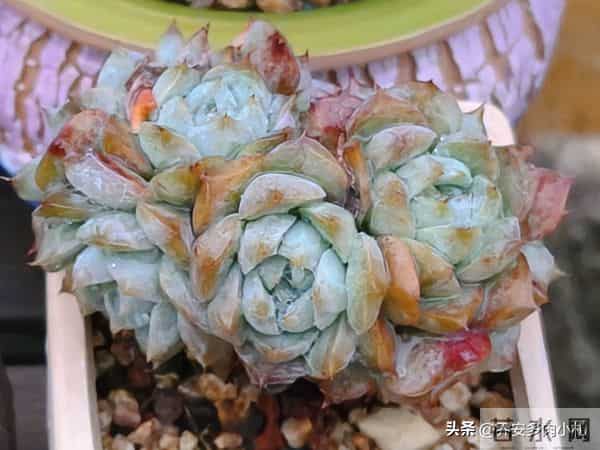 谁说冰玉养久了就能黄透养了五年还这个样，还有不出状态的纯爱