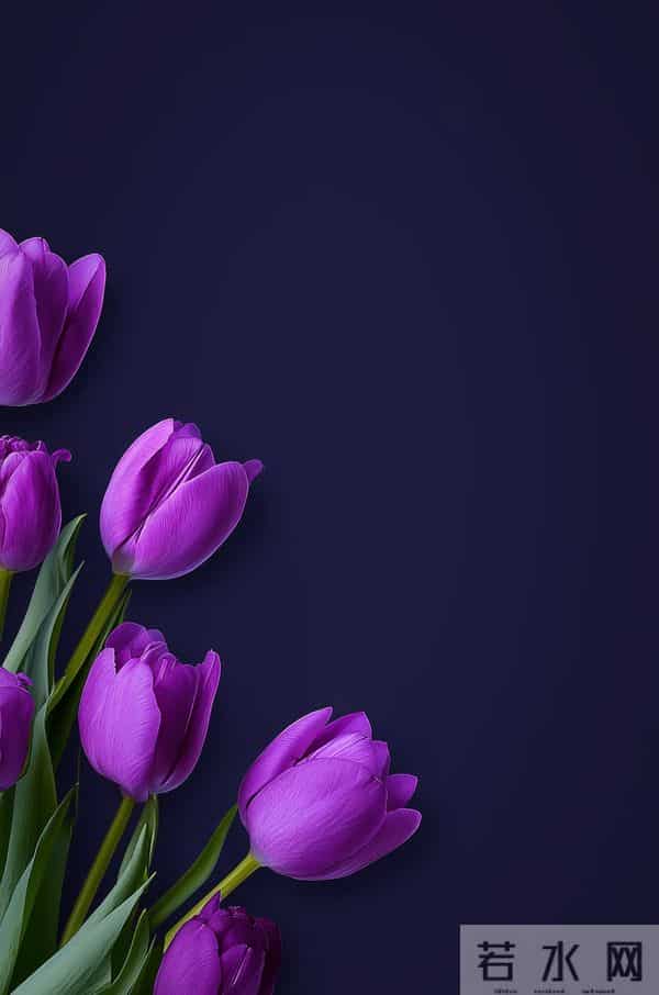 紫色郁金香 壁纸