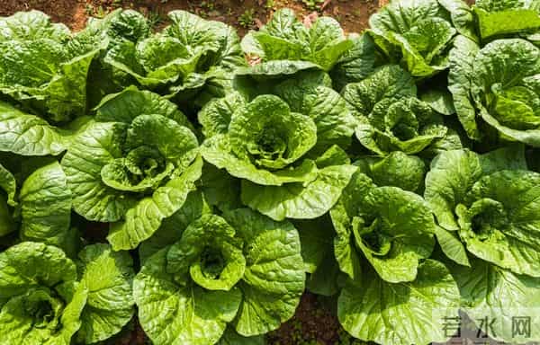 一边种菜一边堆肥,简单又省心,蔬菜长势翻倍