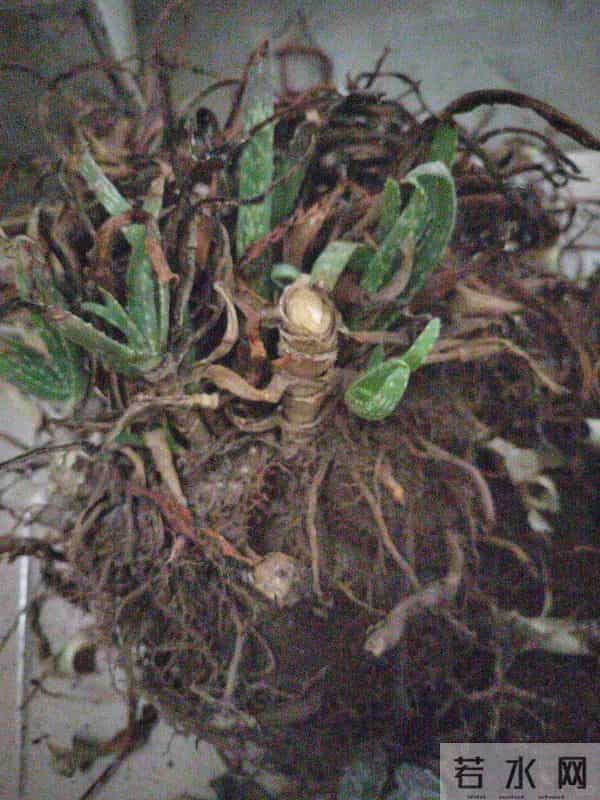 浙江一男子2年没回家，家里芦荟爆炸了，网友：好顽强的生命力！