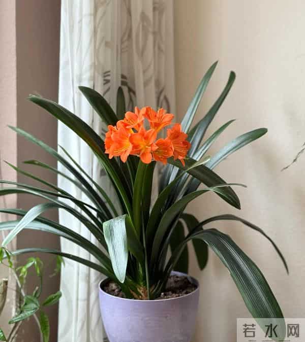 北方君子兰十二月养护精要：低温下的蓄能、抽箭与华丽绽放