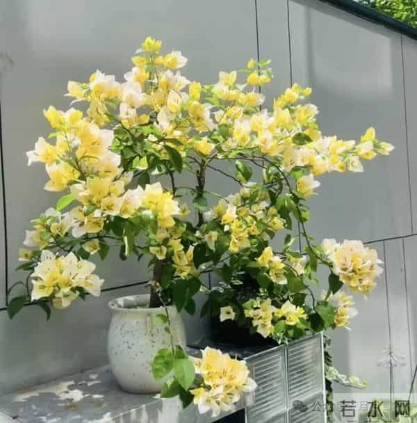 公认 “最旺家” 的 4 种盆栽,新手也可以养爆,开花就带好寓意