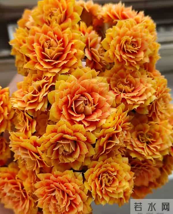 长寿花又出新品种，花比拇指还大，华丽似牡丹，一年开三季