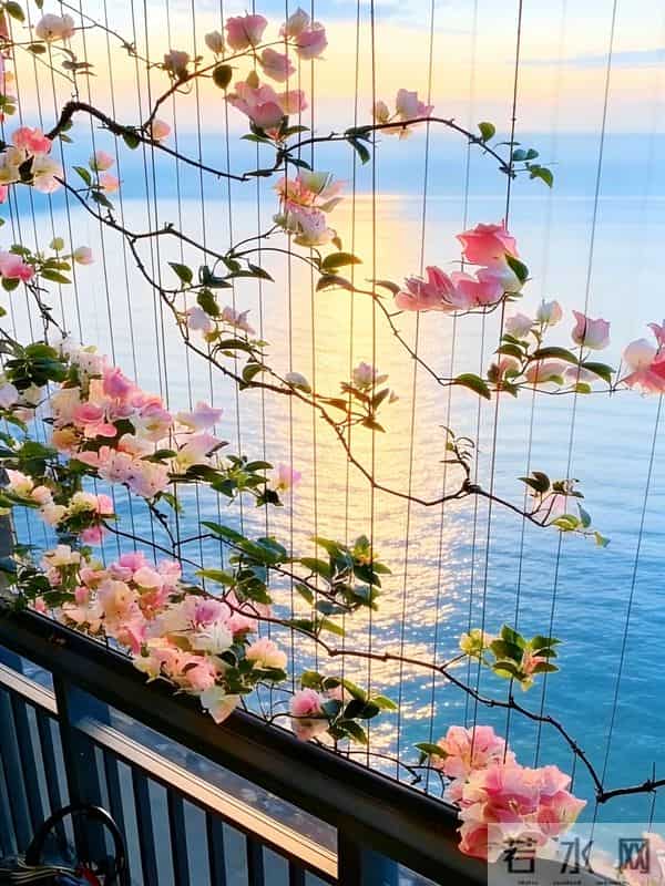 广东一女子，因国风版三角梅走红，阳台爬满花瀑布，网友：求教程