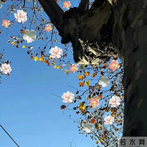 朋友圈背景图头像