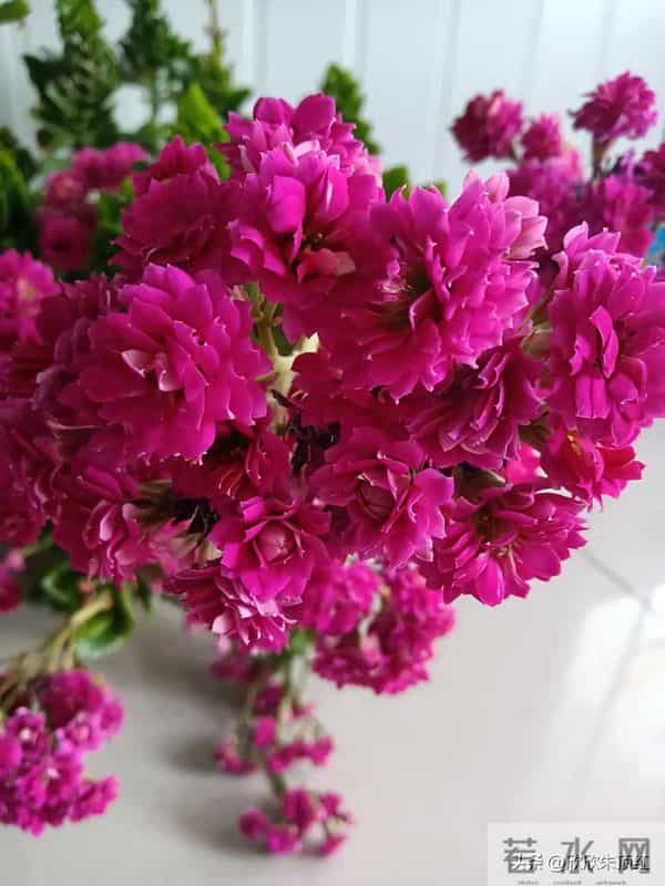 这十种年宵花，花色美，寓意好，富贵吉祥 ，好运连连