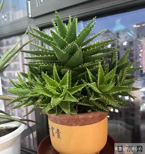 这5种花不要“换大盆”，小盆“憋着养”，疯狂冒花苞