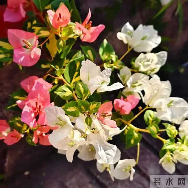 十种容易爆花的三角梅“老枝开花”品种，一开就爆盆