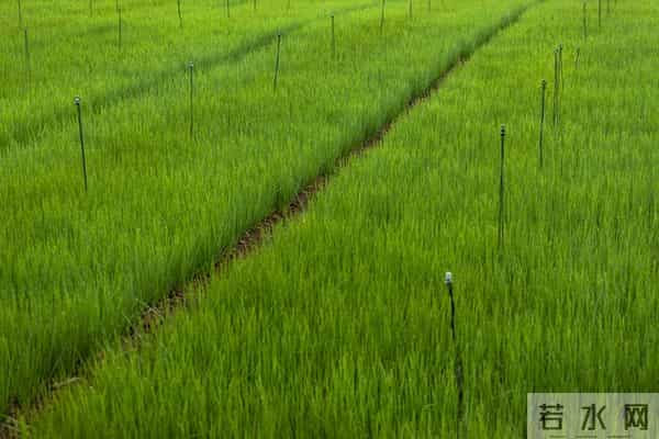 四季小香葱种植方法，简单好上手，新手也能种活