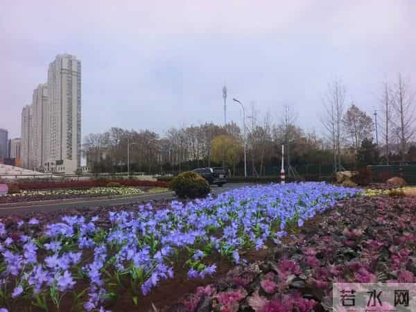 16万株！亮相日照！