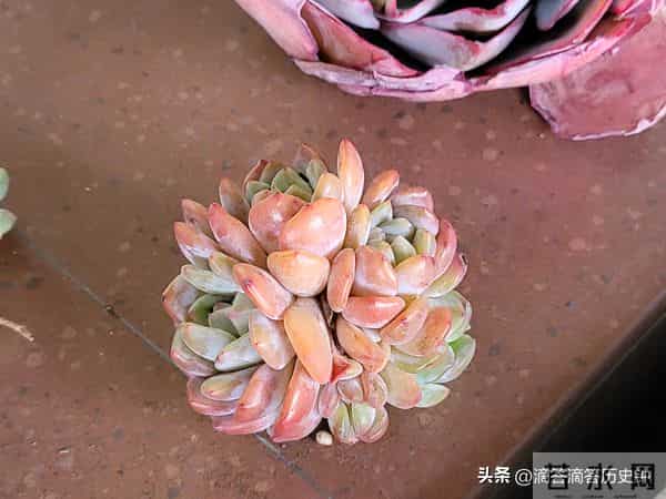 又到一箱多肉，先记录一下名字