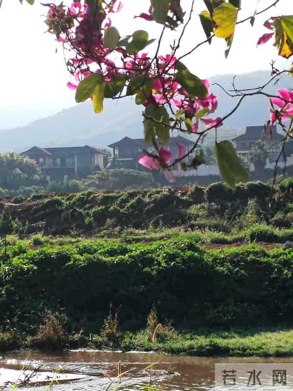 花开烂漫尽情艳