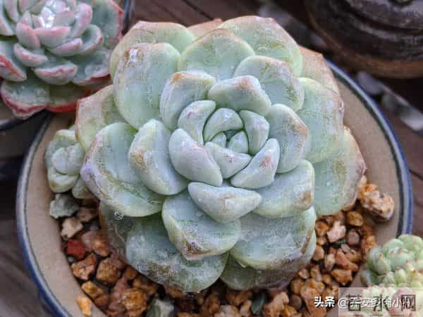 谁说冰玉养久了就能黄透养了五年还这个样，还有不出状态的纯爱