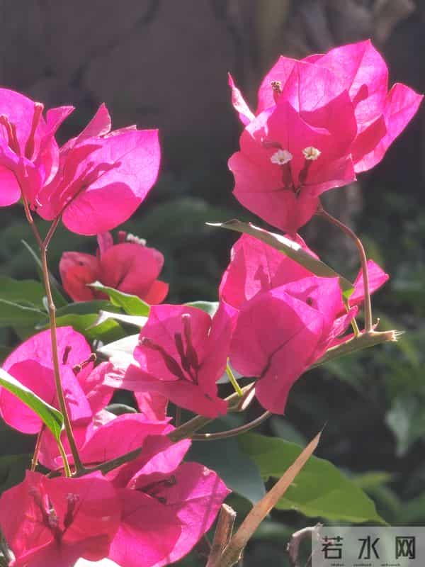 花开烂漫尽情艳