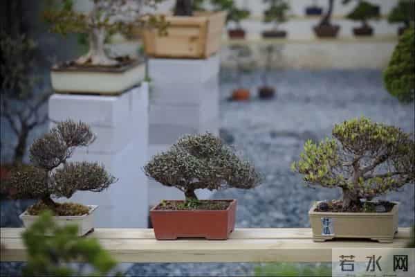 逛盆景展，赏东方美学！中国盆景有多牛？看懂盆景，审美瞬间升级