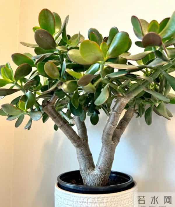 天冷养花别瞎控水！这5种花越“润”长得越旺，开花能撑到开春