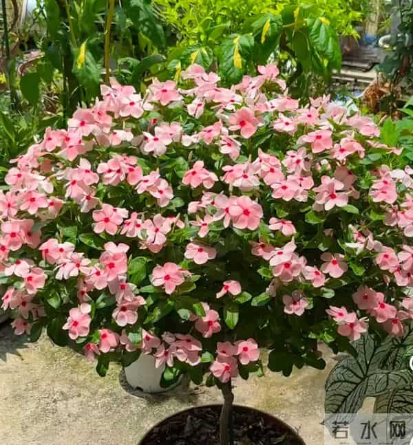 这5种花千万别长太高！拦腰剪一刀，分枝爆盆，越养越值钱