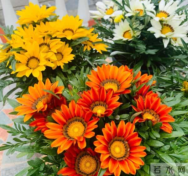 开花又多又漂亮的3种花,寒冬天养一盆,花枝招展,芬芳泗溢