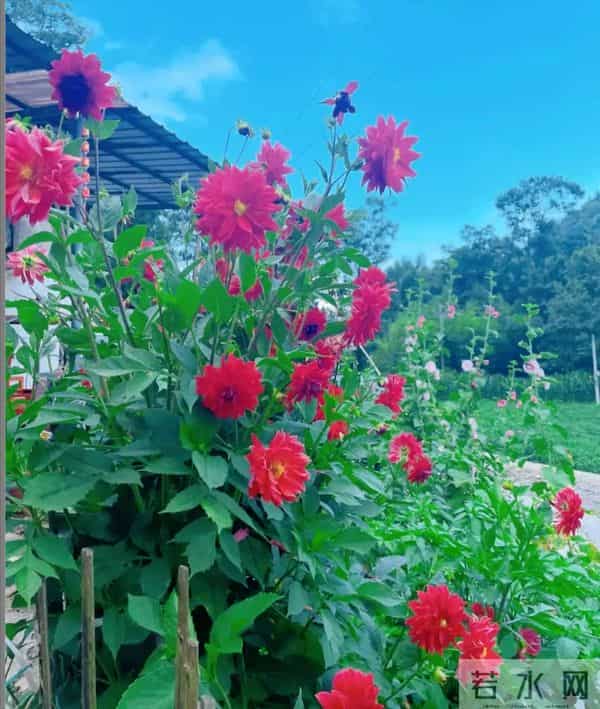 比脸大的“吉祥花”,竟然是“红薯块”长出来的!