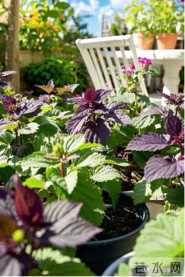 家有院子，别只种花了！种上中草药，好看实用又养生~