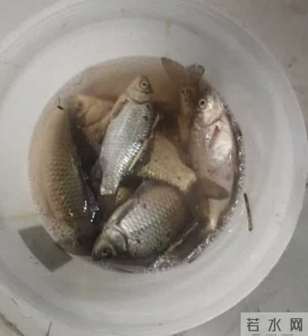 老陈才是人间清醒!离退休剩三年,打死也不加班,就为了钓鱼!