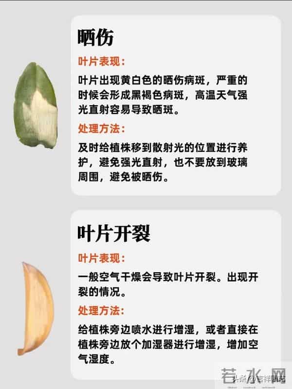 蝴蝶兰冻伤晒伤分不清？这份处理指南让你避开99%的养兰雷区