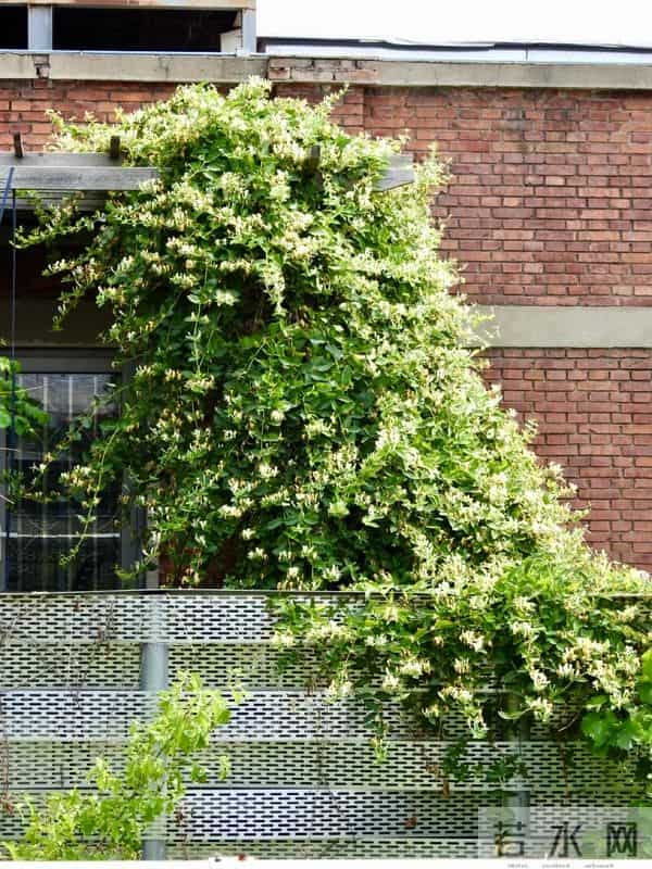 院子再小，也要种这几种花，好看好养又旺宅！