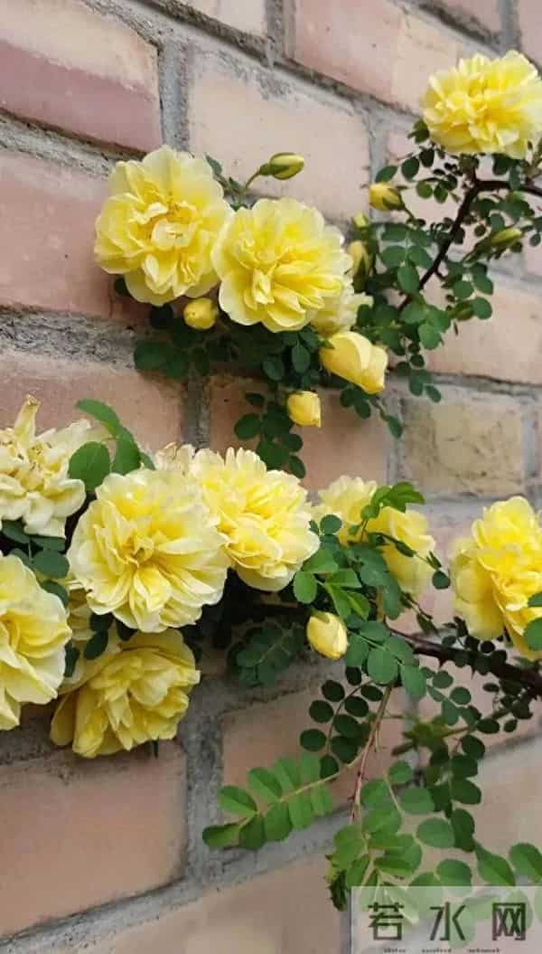 月季春季爆花的关键?冬季清园、冬剪做错=白养!