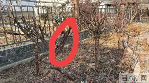 树状月季冬季这样剪，来年开出一树花