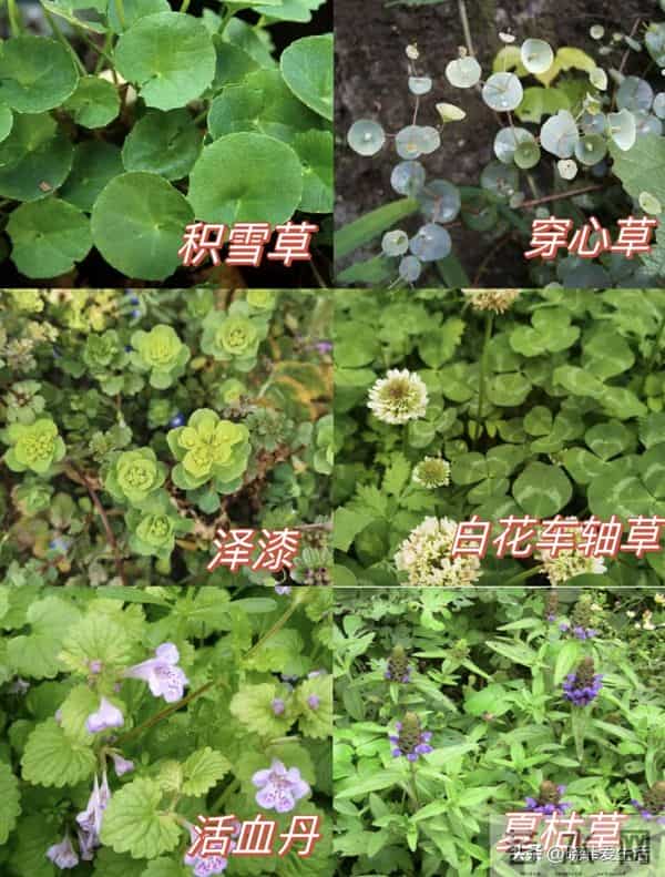 家有院子，别只种花了！种上中草药，好看实用又养生~