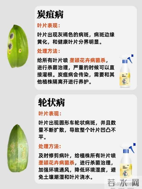 蝴蝶兰冻伤晒伤分不清？这份处理指南让你避开99%的养兰雷区