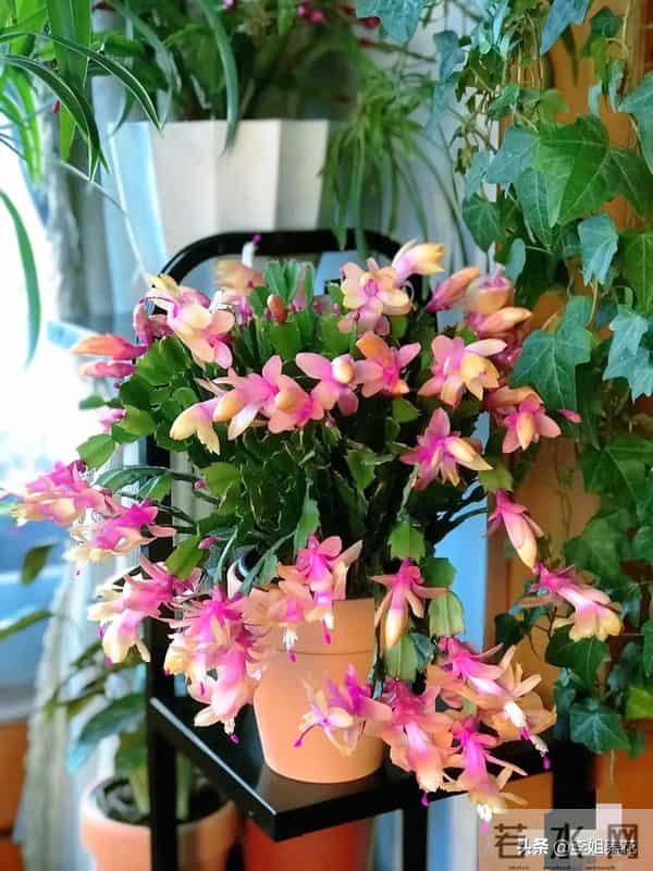 蟹爪兰有5个＂小脾气＂，顺着它。春节开满＂红灯笼＂超喜人！