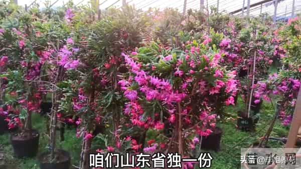 蟹爪兰有5个＂小脾气＂，顺着它。春节开满＂红灯笼＂超喜人！