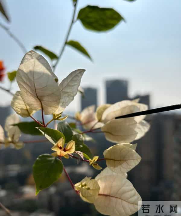 大叔用一把剪刀，把三角梅养成“艺术品”：造型美爆了，真牛！