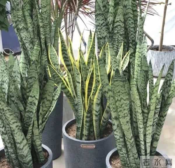 别再换大盆了！这5种花越“挤”开得越旺，花苞挂满枝