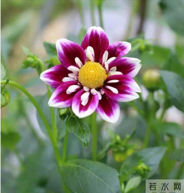 比脸大的“吉祥花”,竟然是“红薯块”长出来的!