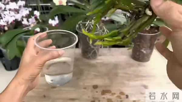 如何让蝴蝶兰根系更强壮