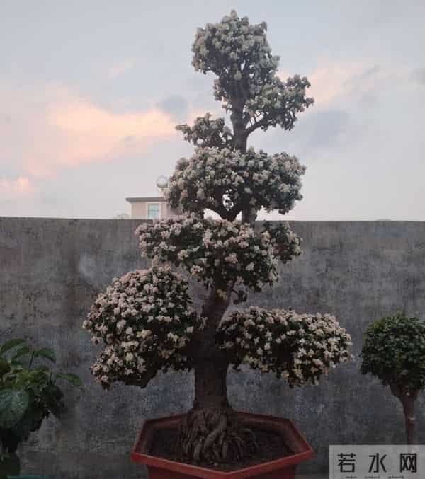 女子因金枝玉叶“太会造型”走红，盆盆是精品，网友：真是高手！