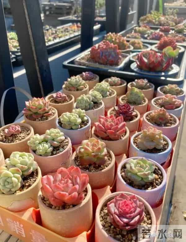 冬天搬到家的多肉，浇1次水，能顶1个月，甚至不浇水都行！