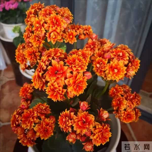 紧急提醒！这10种花冬天赶紧断水，多浇一瓢水就烂根，能要了命！