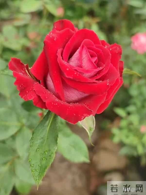 不同季节下的莫妮卡贝鲁奇月季花