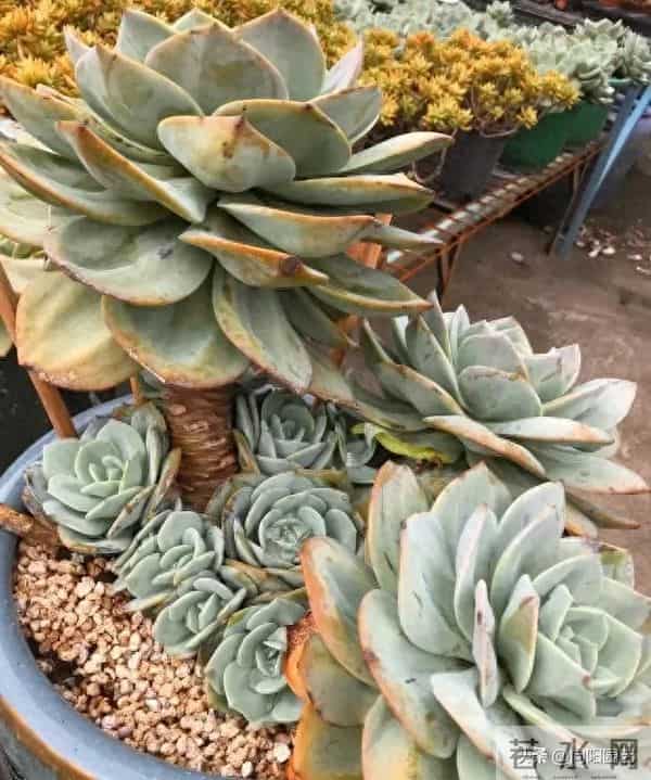 多肉地栽，长得比“脸盆”大，花盆限制了生长，地栽才是王道