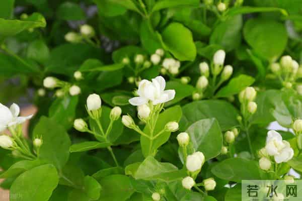茉莉花冬天疯狂掉叶？做好这4点，来年开花爆满盆！