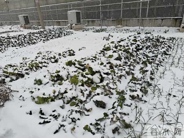 人家下雪天往家跑，而我下雪天往菜地跑，是憨了还是傻了？