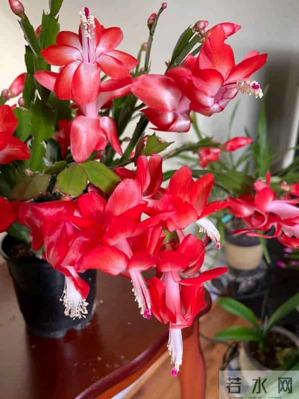 12月入手8款年宵花！摆家里年味拉满，新年日子红红火火