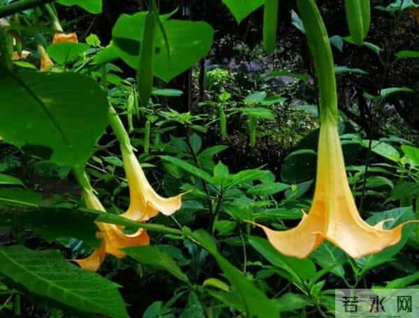 家里别乱养花！这5种“花旺人不旺”，有毒还招麻烦，赶紧清走