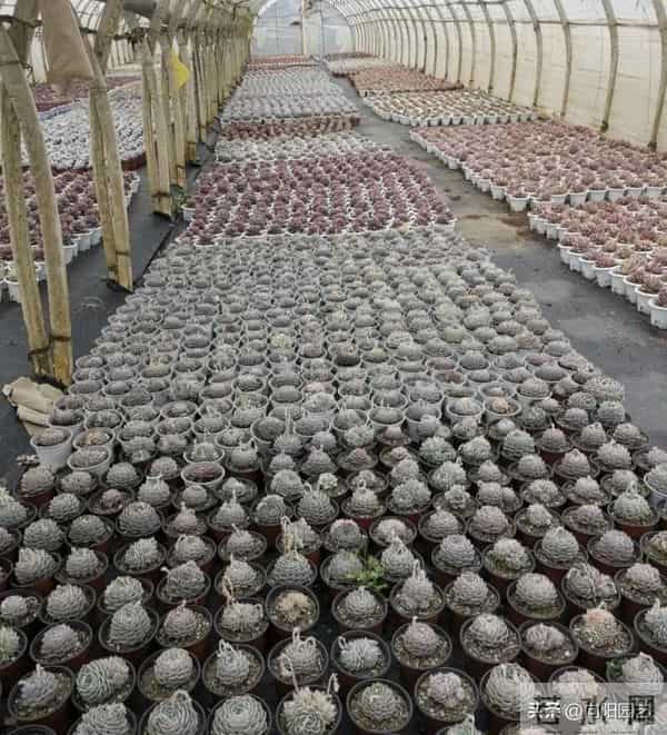 云南路边的多肉，用麻袋都装不完，本地人都不要，太多了！